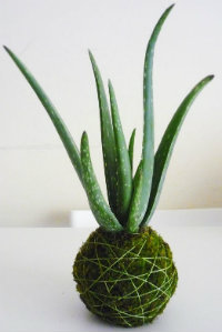 Kokedama Moss Ball with a succulent